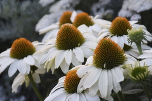 Echinacea 'The Price is White'